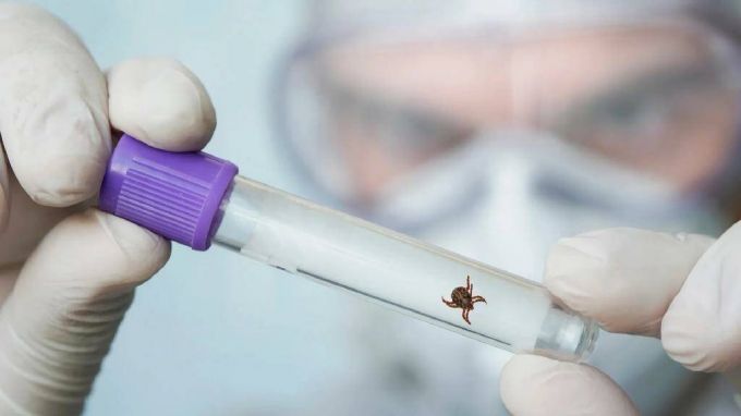 Заражен боррелиозом: в Надымском районе зафиксировали укусы клещей