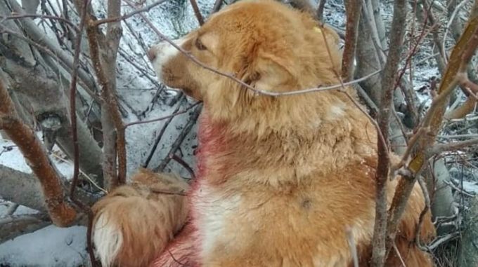В Харпе неизвестные расстреляли собаку из огнестрельного оружия