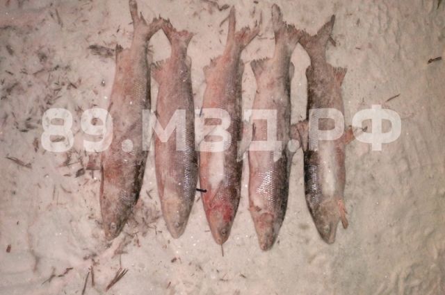Житель Ямала отправится под суд за незаконный вылов рыбы
