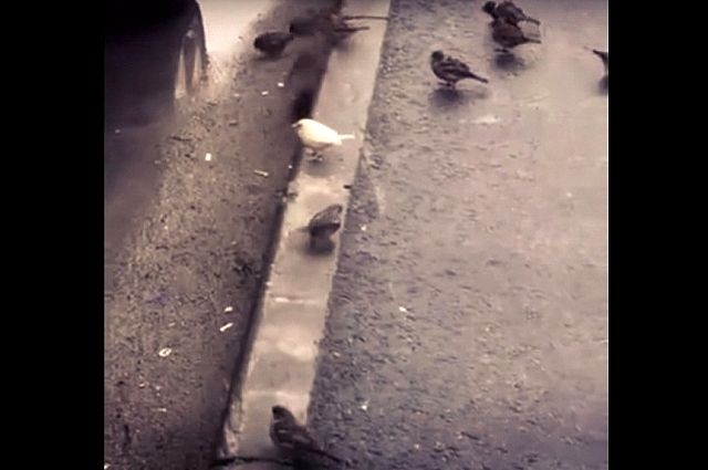 Северяне уже подозрительно относятся ко встречам с птицами-альбиносами