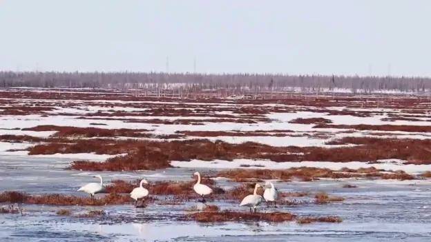 Недалеко от Надыма сняли на видео стаю лебедей