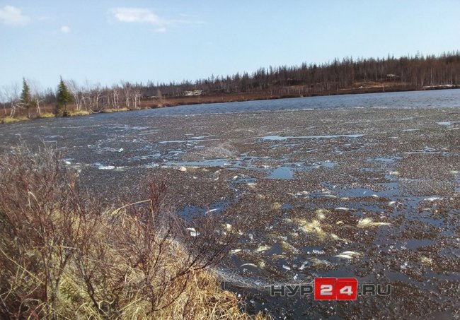 В ЯНАО местные жители обнаружили сотни голов мертвой рыбы