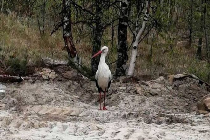 На Ямале впервые заметили белого аиста