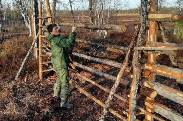 В ЯНАО реализуют проекты по развитию изгородного оленеводства