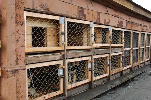 У салехардцев принимают бродячих собак за деньги