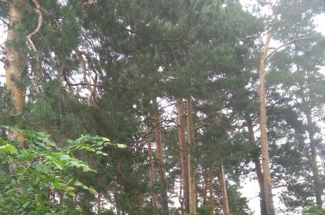 На Ямале спасатели ищут очередную пропавшую бабушку в лесу