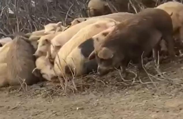 Десятки свиней вновь вышли на улицы Лабытнанги