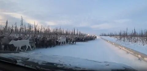 На Ямале водителю пришлось ждать, пока 3 тысячи оленей перейдут дорогу