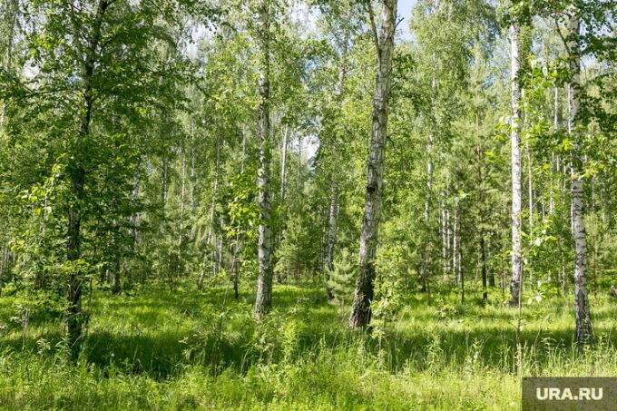 В ЯНАО начали собирать арктическую ягоду