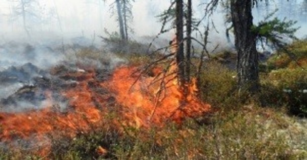 На Ямале — крупный природный пожар: горит лес на площади 50 гектаров