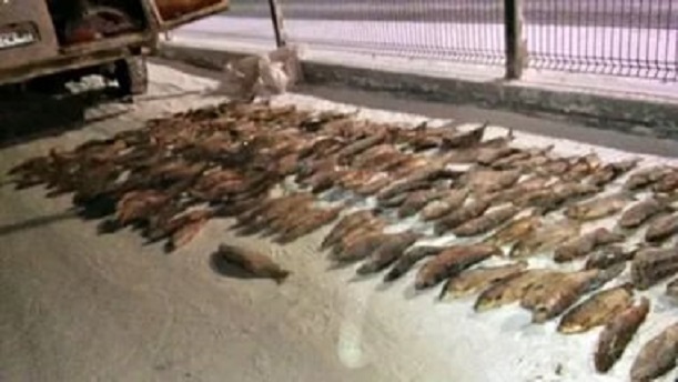 Браконьер из Ямальского района осужден за вылов 537 особей чира