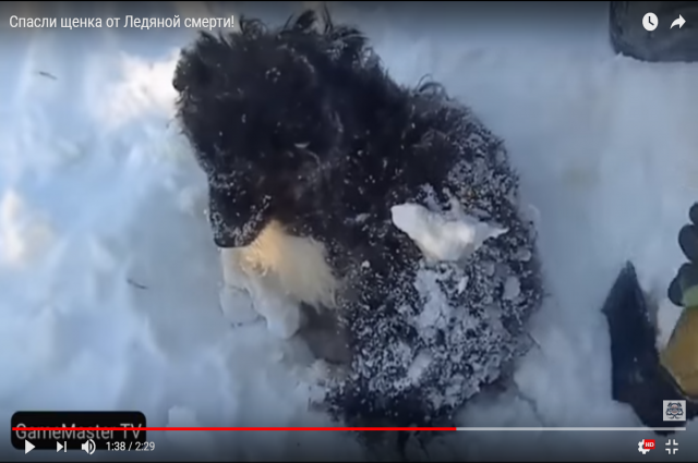 Ямальский вахтовик вооружился топором и спас щенка