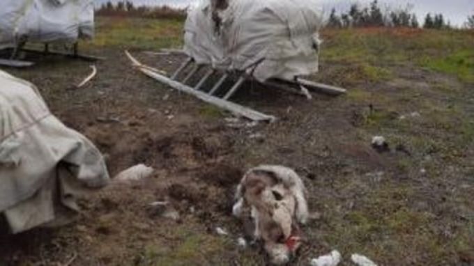 На Ямале голодный медведь сожрал все припасы у семьи тундровиков