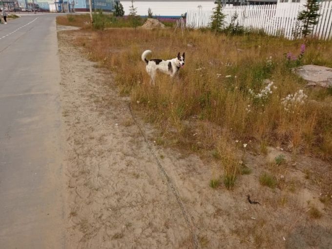 Житель Тазовского пожаловался на обилие бродячих собак в райцентре