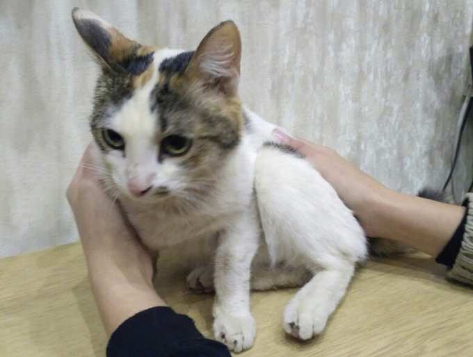 Жители Нового Уренгоя развернули спецоперацию по спасению кошки.