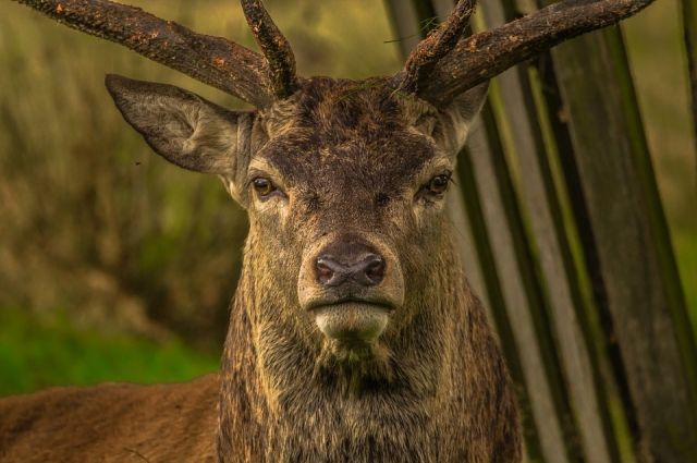 В ЯНАО вахтовики спасли дикого оленя, увязшего в болоте