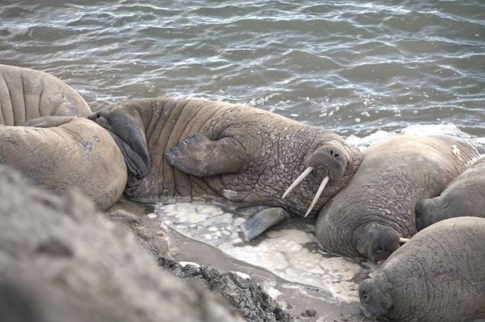 На моржей на полуострове Ямал расставили фотоловушки