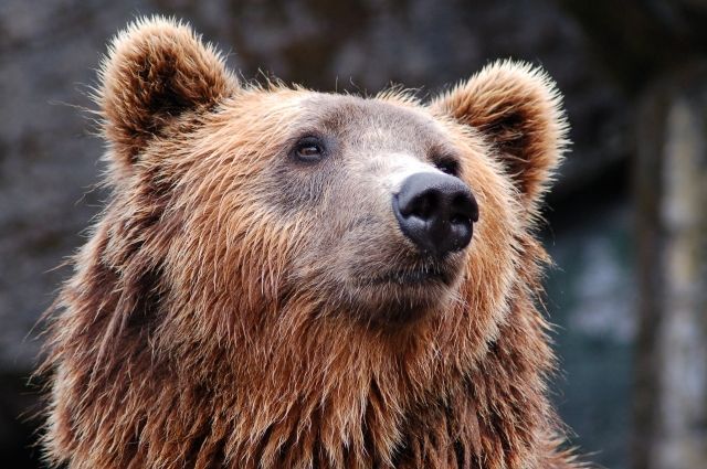 На трассе Надым - Новый Уренгой разыскивают разбуженного медведя