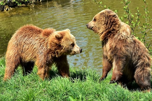 В Пуровском районе два медвежонка разворошили мусорку