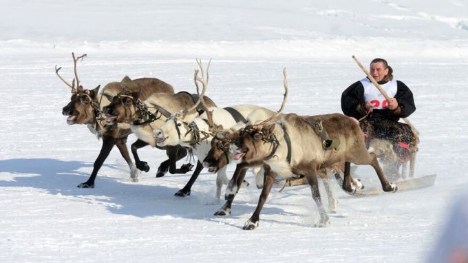 Как на Ямале пройдут Дни оленевода в 2021 году