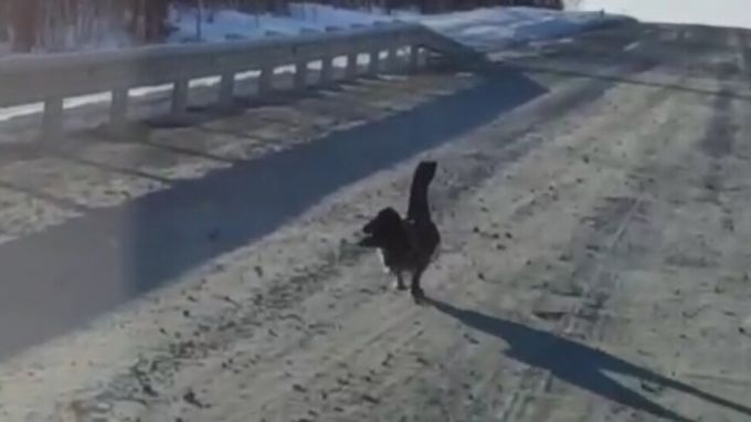 На Ямале глухарь не давал проезда машине