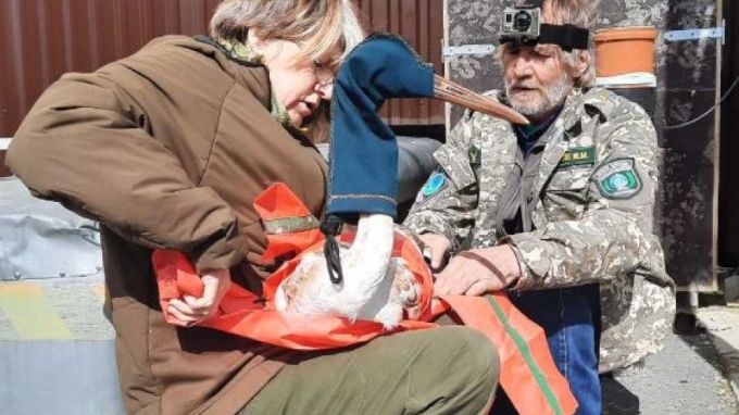 На Ямал привезли 6 стерхов из Окского государственного заповедника Рязанской области.