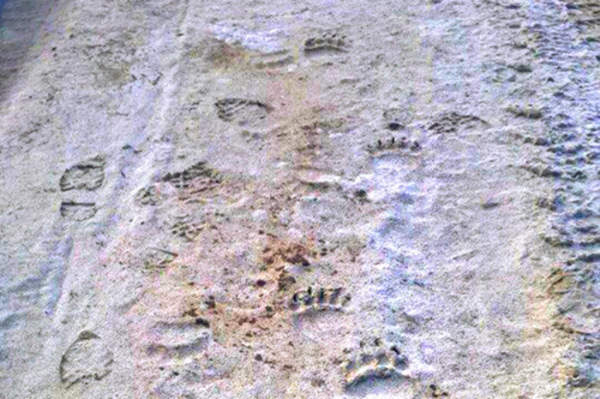 Косолапые выспались и проголодались