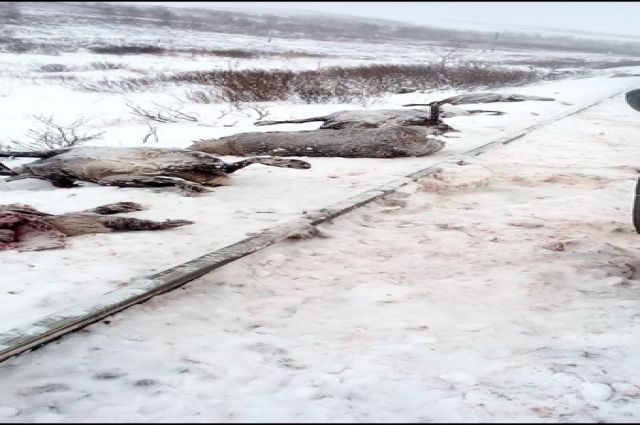 На Ямале поезд насмерть сбил большое стадо оленей