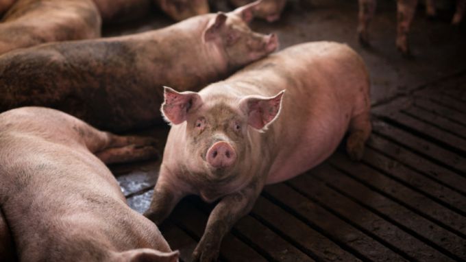 Еще больше свежего мяса: на Ямале началось строительство нового свинокомплекса