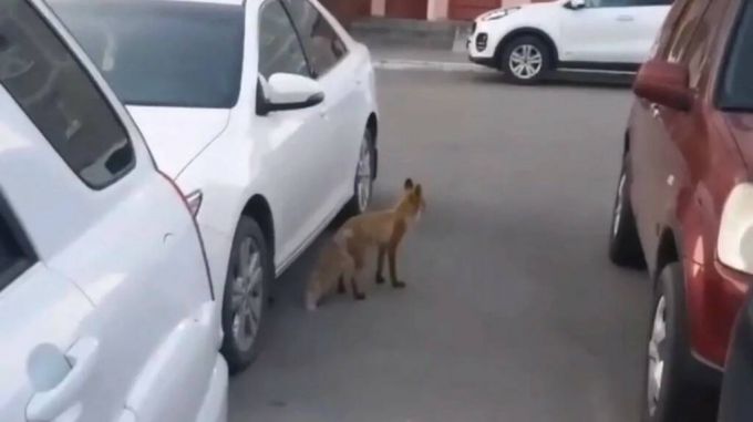 В городе ЯНАО лиса гуляла во дворе жилого дома.