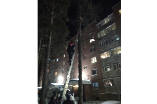 Ноябрьский кот переполошил горожан