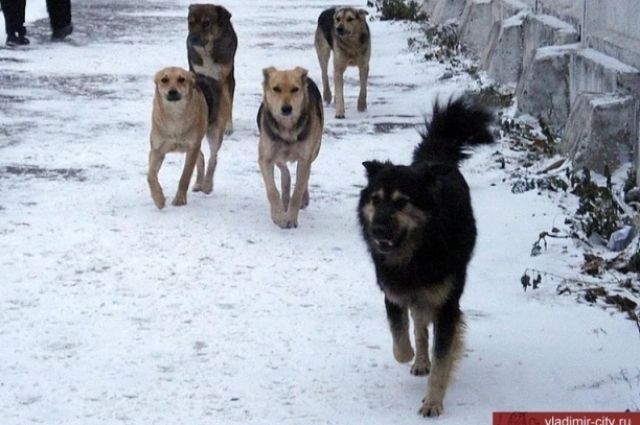 У салехардцев есть пять дней, чтобы вернуть отловленных питомцев