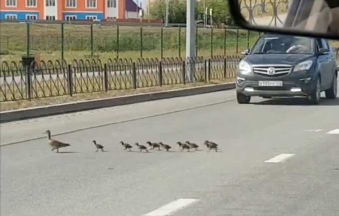 Утки заблокировали движение автомобилистов около правительства Ямала
