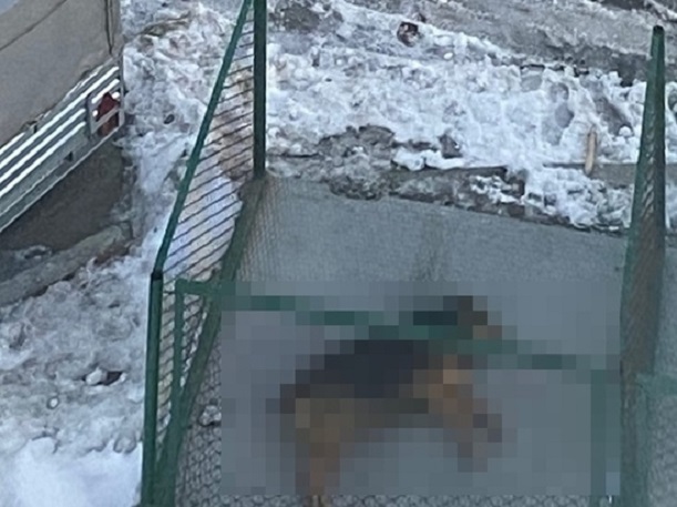 В Салехарде обмотанного проволокой мертвого пса выбросили к мусорке.