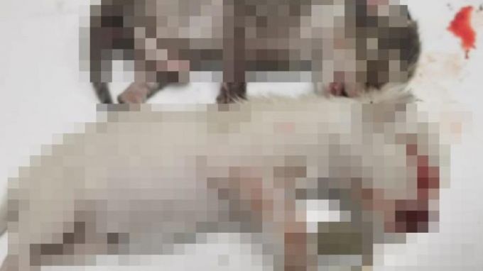 В Губкинском собаки растерзали подброшенных к приюту щенков и котят