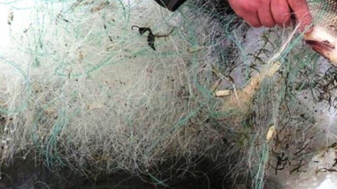 Ямальцу грозит суд за незаконный вылов нельмы и муксуна