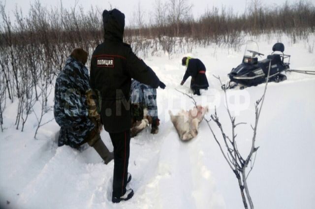 Ямалец украл и убил 20 оленей