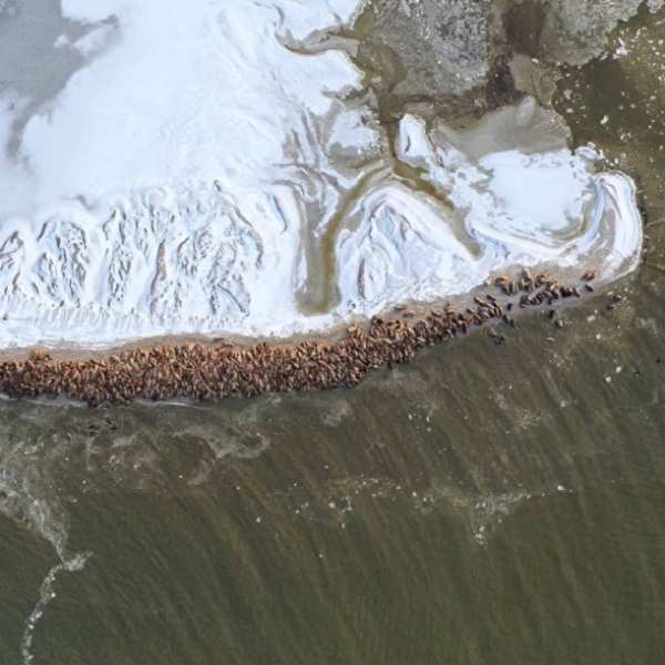 На Ямале больше тысячи краснокнижных моржей вышли на берег