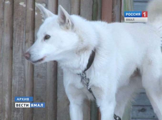 В Ноябрьске 7-летнего ребенка жестоко искусала собака