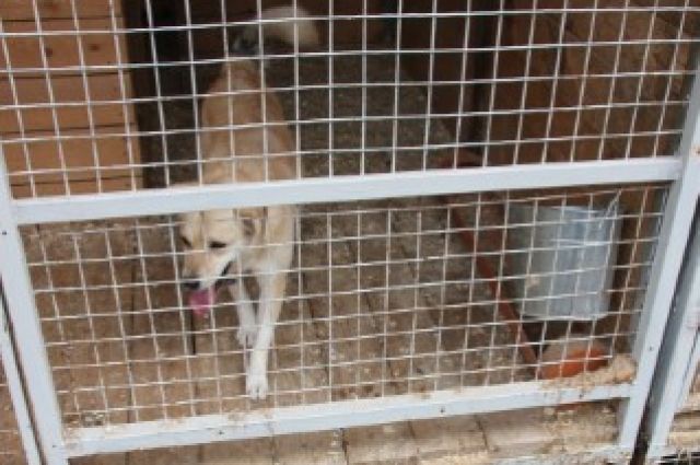 В Салехарде бездомные псы покусали школьника