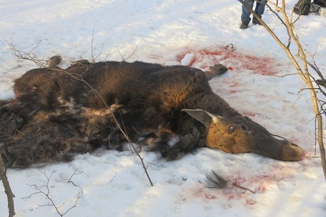В Тазовском браконьеров ждет суд за убитых лосей