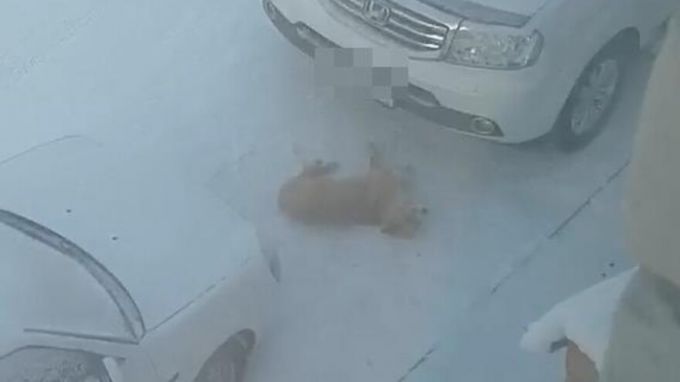 «Она еще шевелится»: в Лабытнанги догхантеры устроили травлю собак