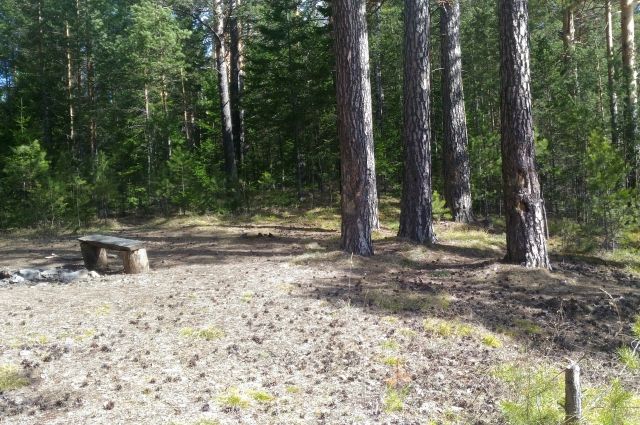 Обезглавленный олень на дереве смутил не всех жителей Салехарда