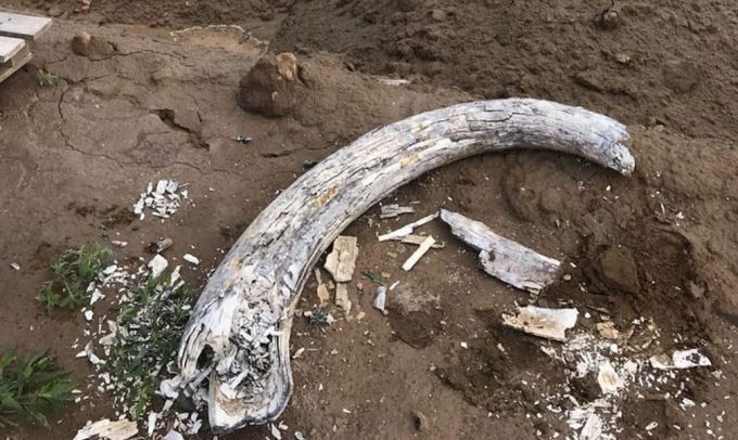 Возле строящегося аквапарка нашли бивень мамонта
