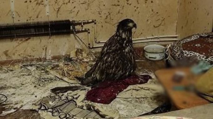 Приковал цепями и избивал: ямальца осудили за издевательства над краснокнижной птицей