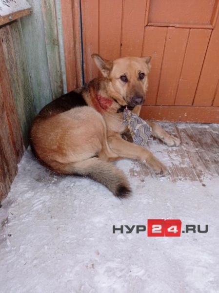 На Ямале пьяный живодер на глазах у ребенка пытался убить собаку
