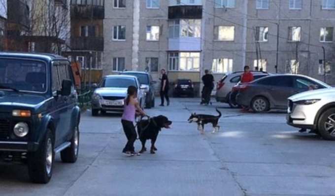 На Ямале маленькая девочка пыталась удержать кидавшегося на детей ротвейлера