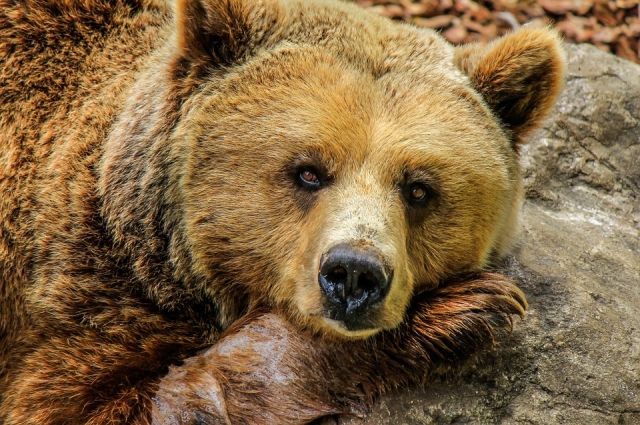 В ЯНАО застрелили медведя, который бродил возле школы