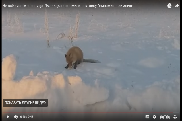 На Ямале даже лисица ест блинчики в масленицу