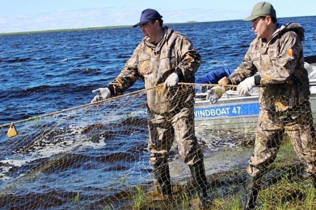 На ямальских реках откроют базы по сбору икры сиговых